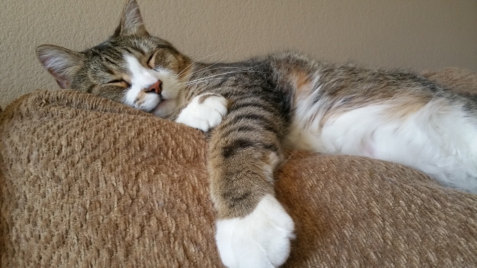 Cat Picture